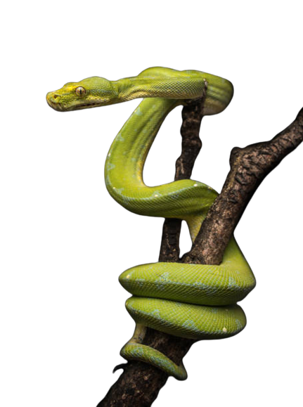 Morelia Viridis