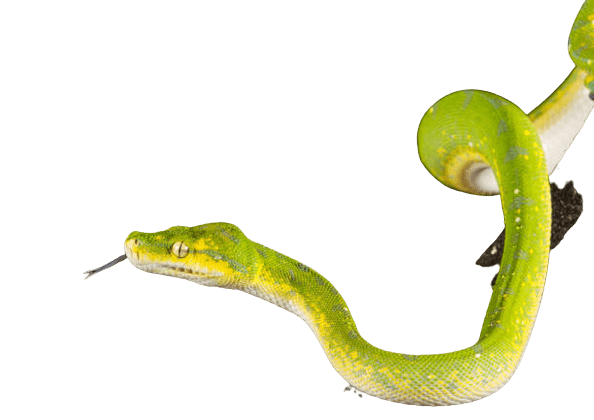Morelia Viridis