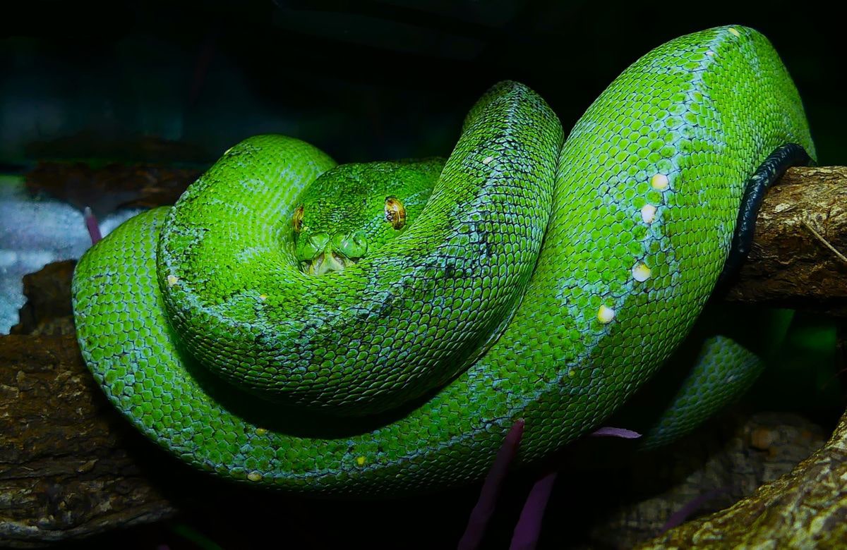 Morelia Viridis Arfak