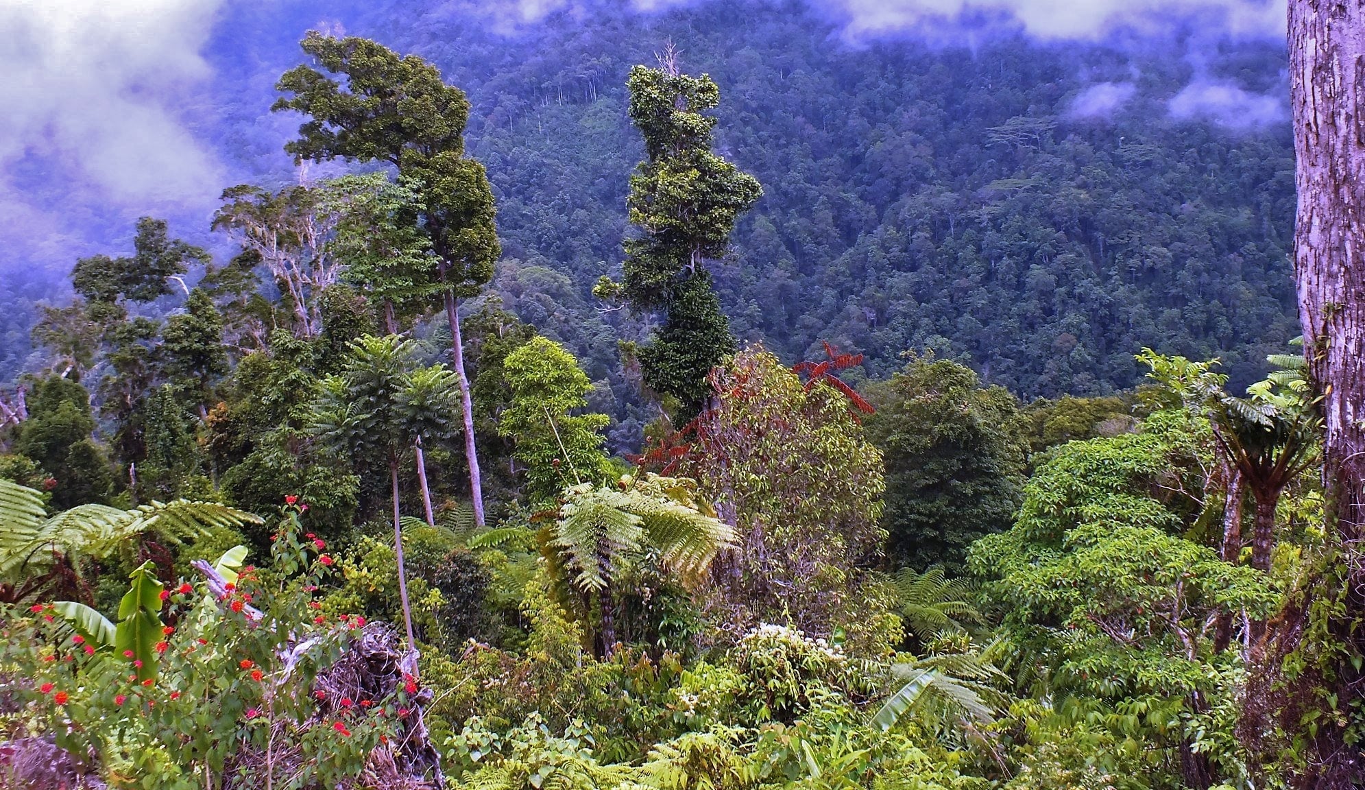 Arfak landscape view