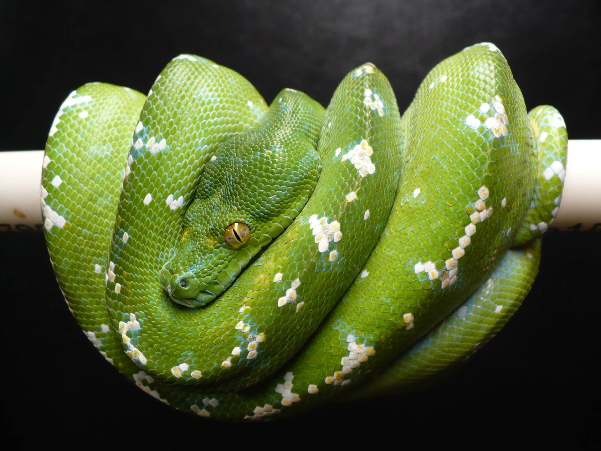 Morelia Viridis Aru