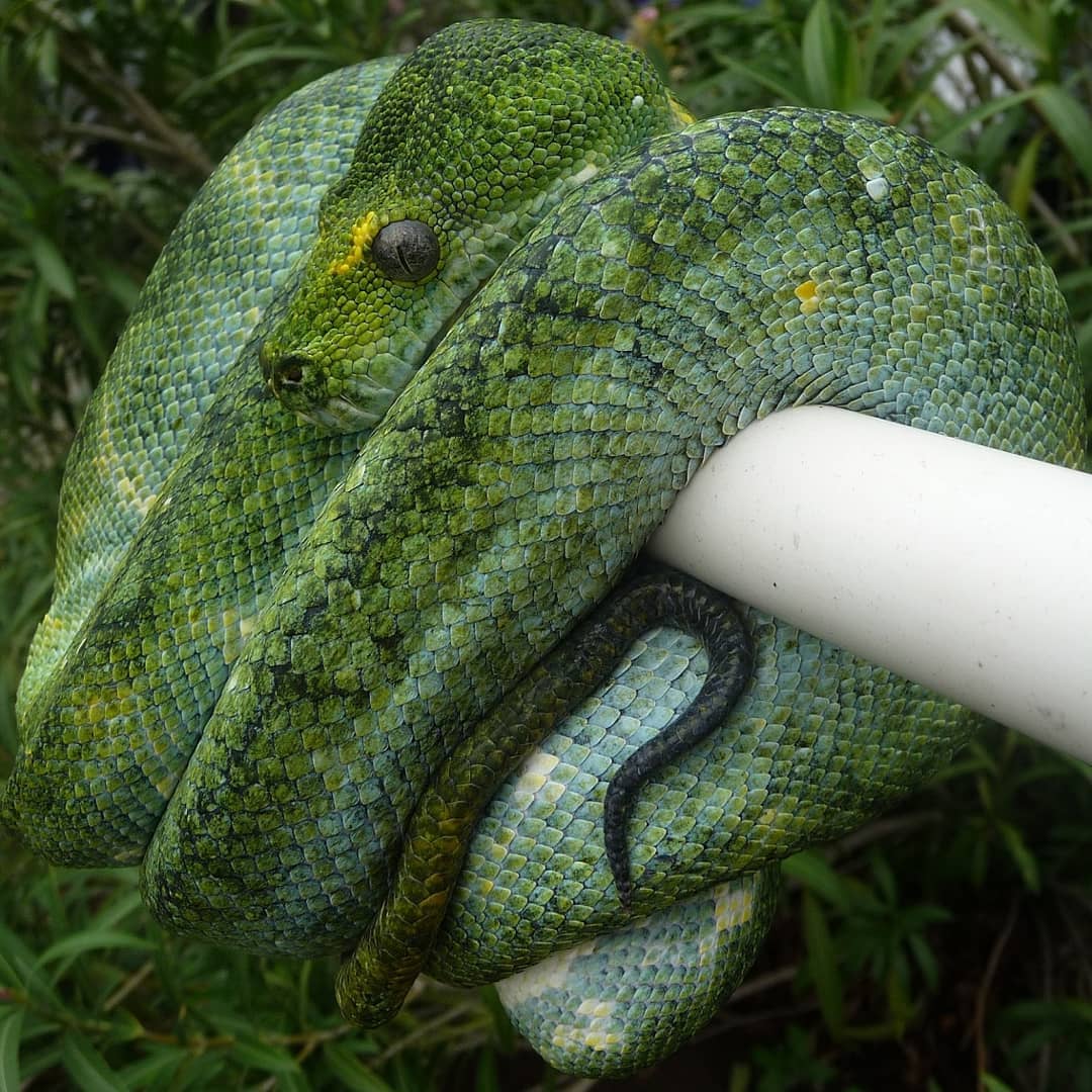 Morelia Viridis Biak