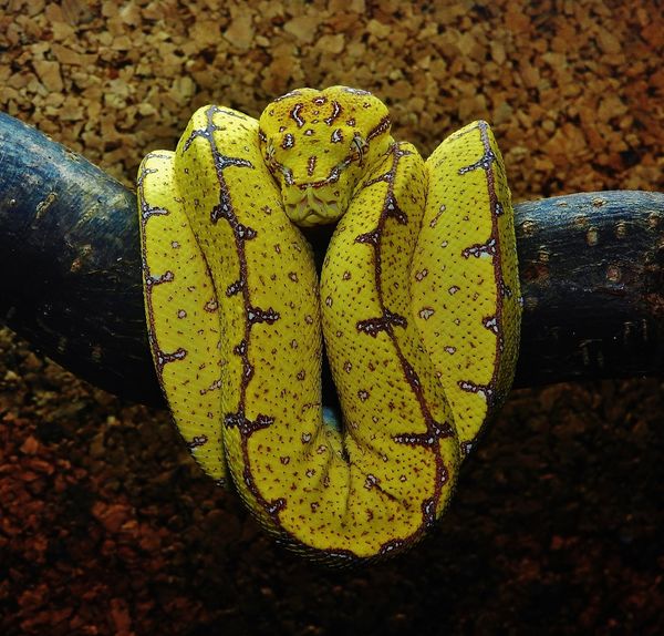 Morelia Viridis Jayapura