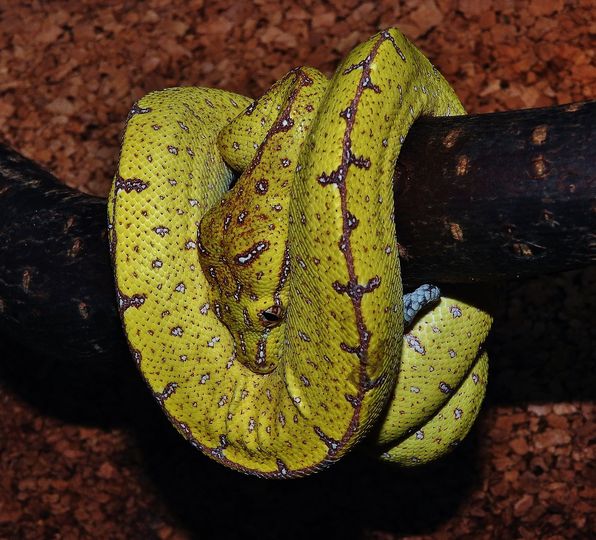 Morelia Viridis Jayapura