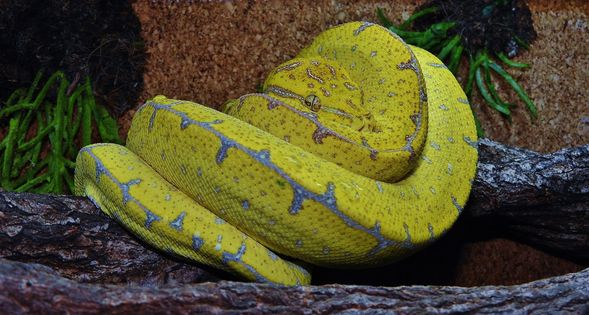Morelia Viridis Jayapura