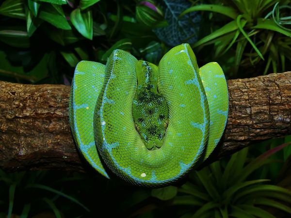 Morelia Viridis Jayapura
