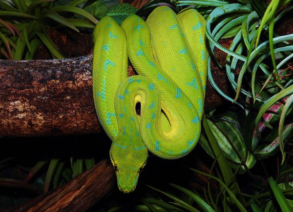 Morelia Viridis Kofiau