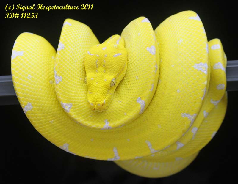 Morelia Viridis Kofiau
