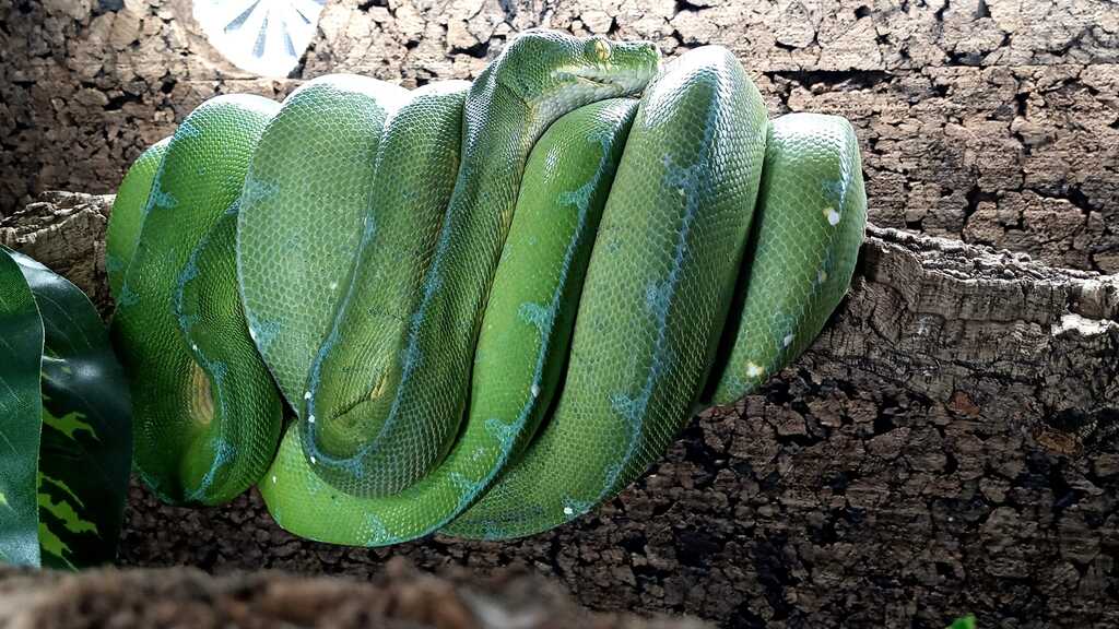 Morelia Viridis Lereh