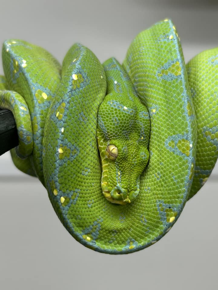 Morelia Viridis Manokwari