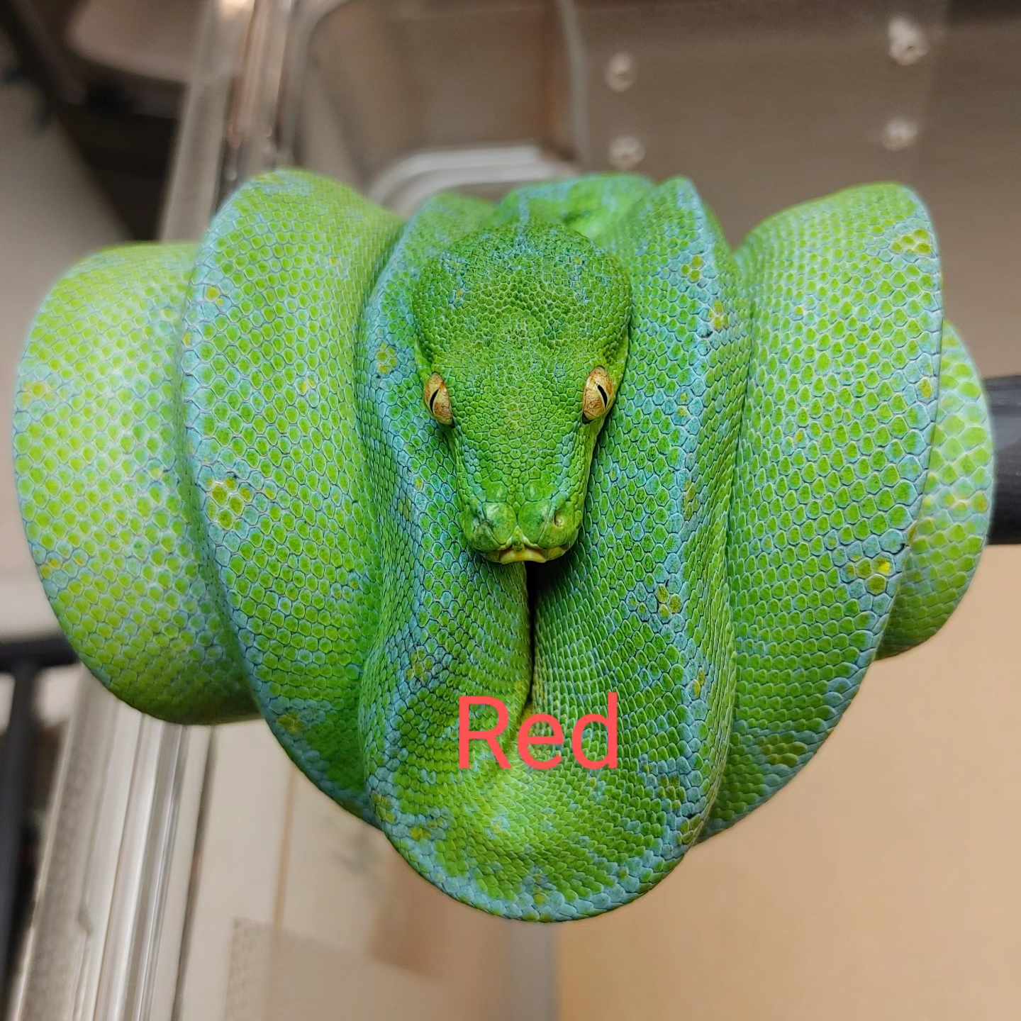 Morelia Viridis Manokwari