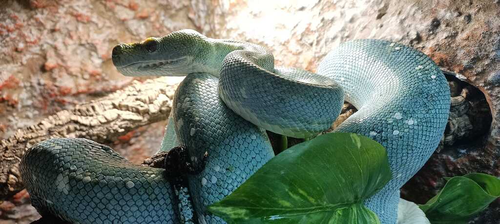 Morelia Viridis Numfor Female