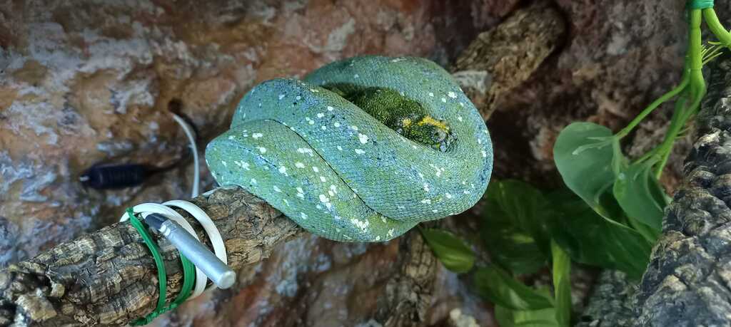 Morelia Viridis Numfor Male