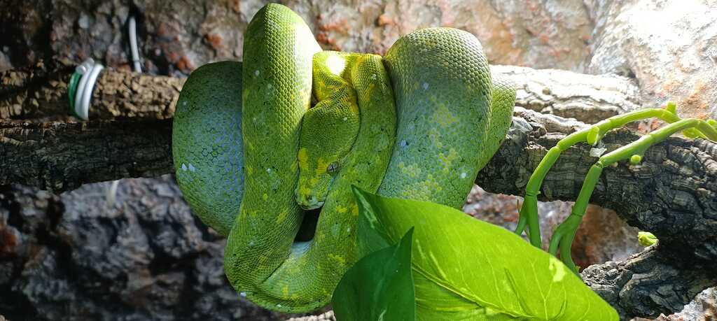 Morelia Viridis Numfor Offspring