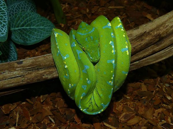 Morelia Viridis Sorong