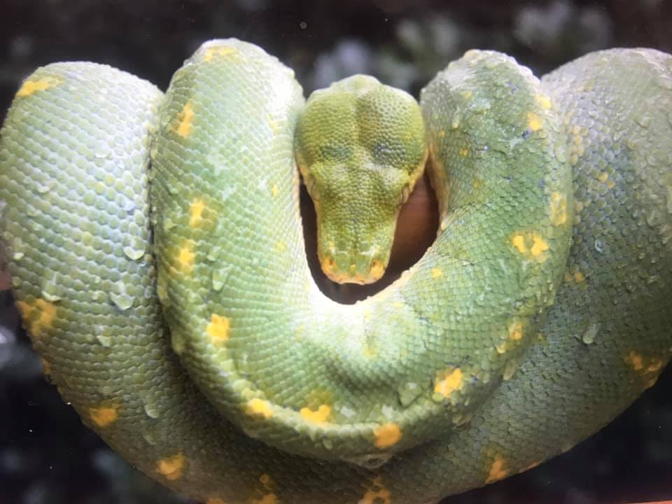 Morelia Viridis Wamena