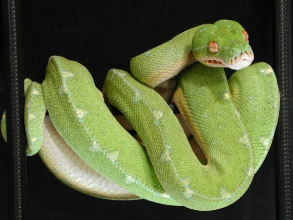 Morelia Viridis Wamena