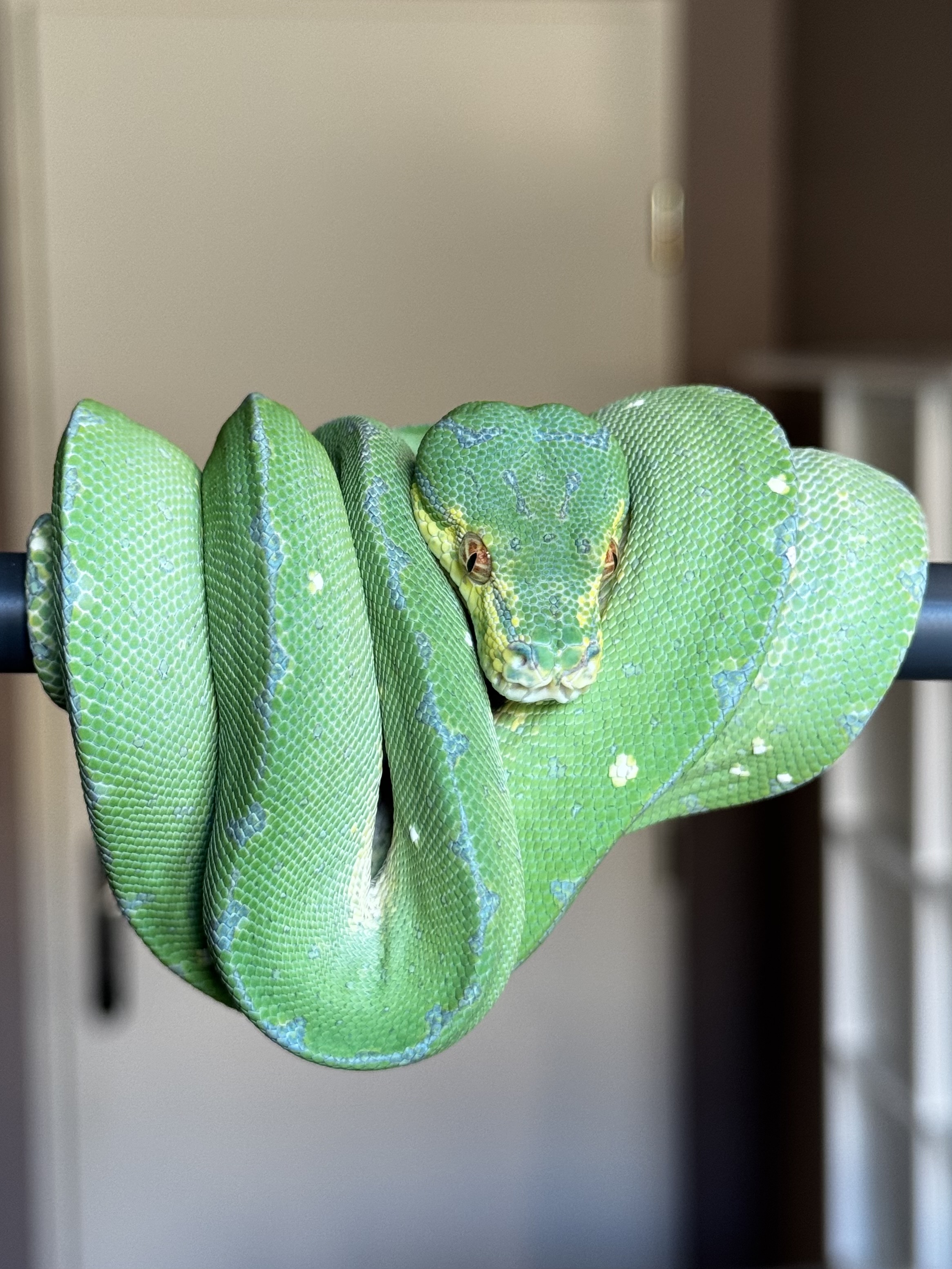 fmcc-2419