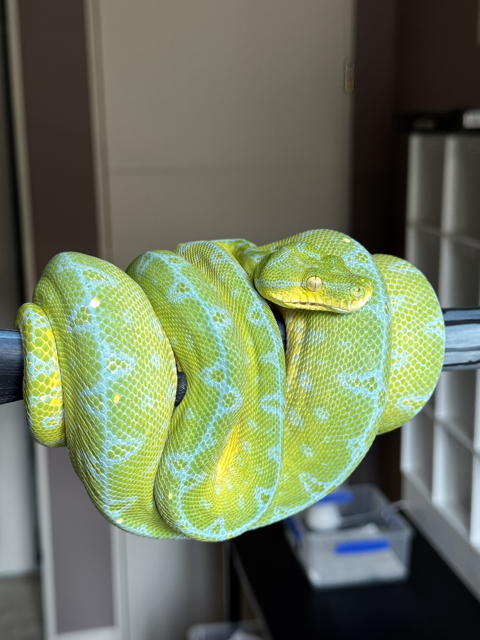 ysera