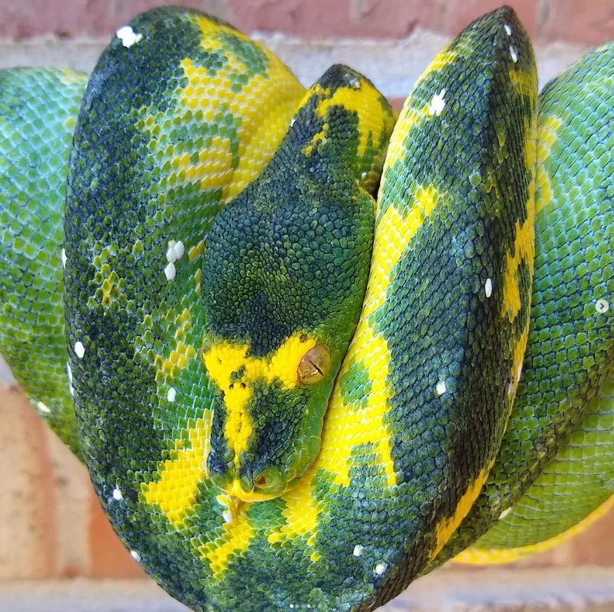 Locality biak