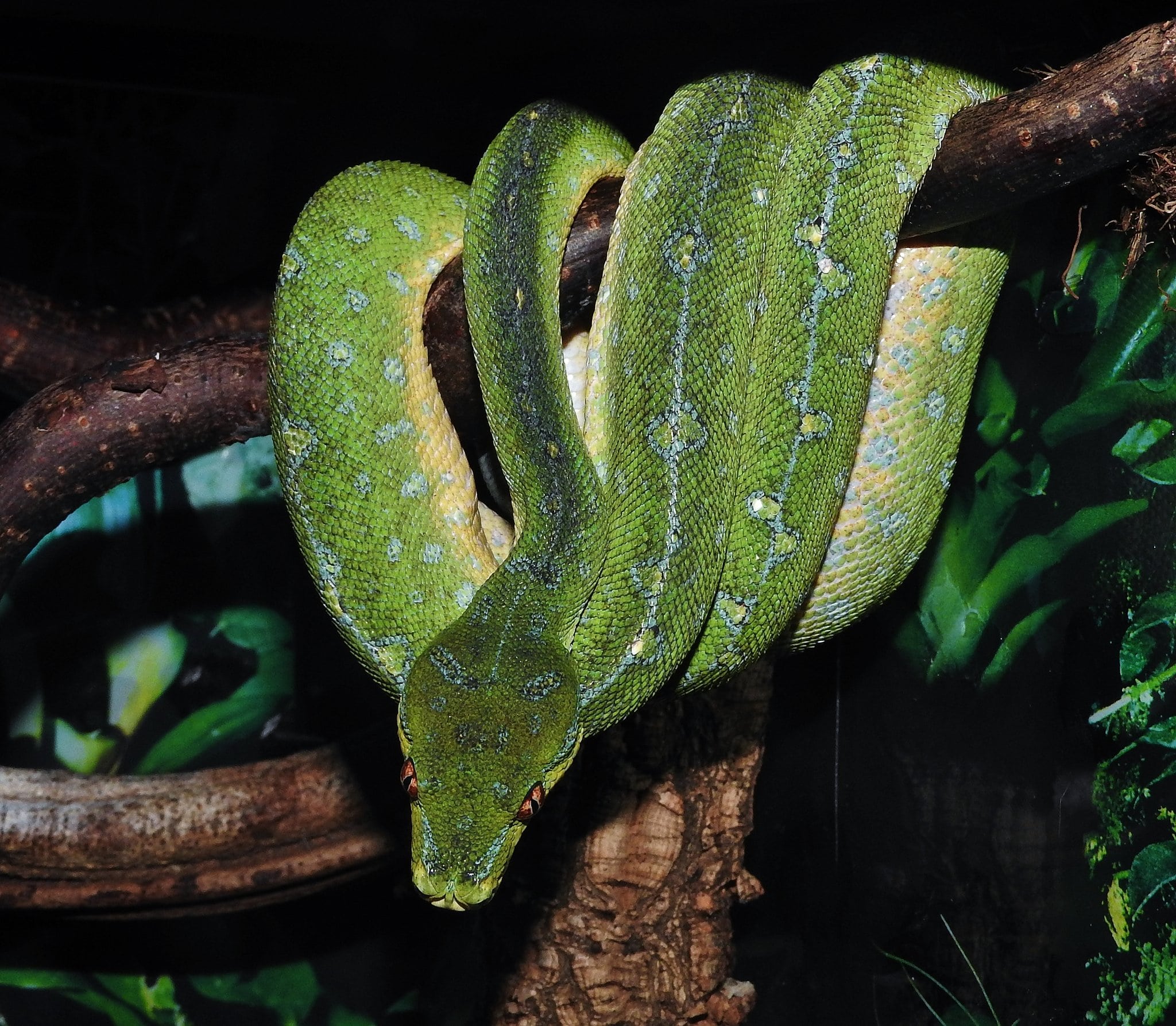 Locality cyclops